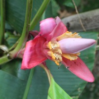 Musa velutina H.Wendl. & Drude